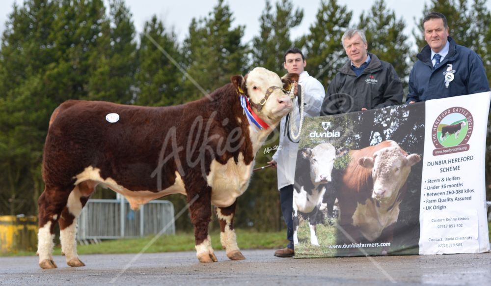 Hereford Calf Show Dungannon Nov 15  - lot 17